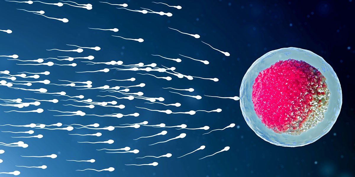 Sperm DNA Harm And Unsuccessful labors