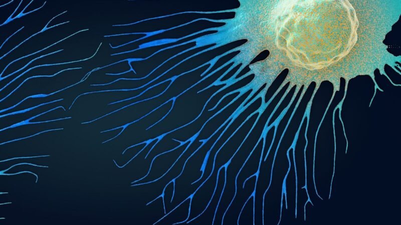 Bosom Disease Medication Related With Mind Glitch