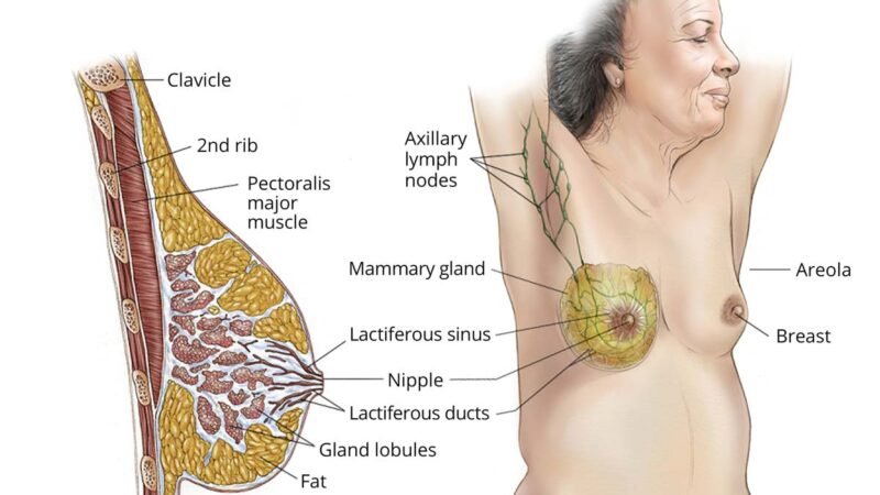 Bosom Disease At More youthful Advanced stage