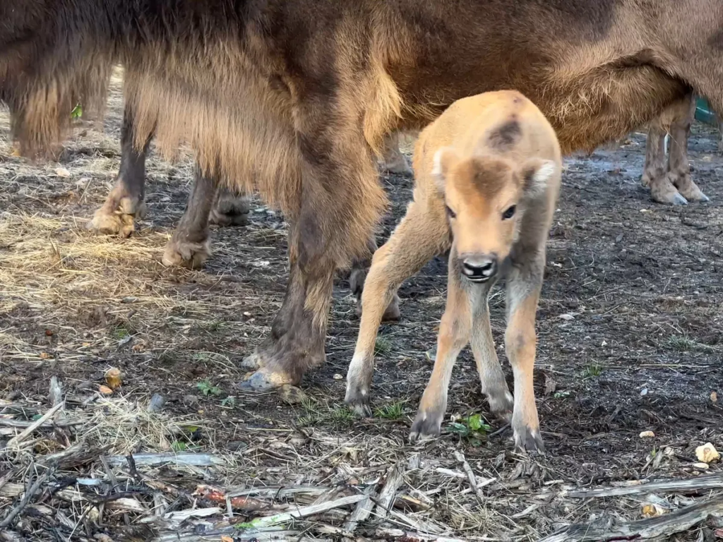 World's 1st Cloned Bison gives birth