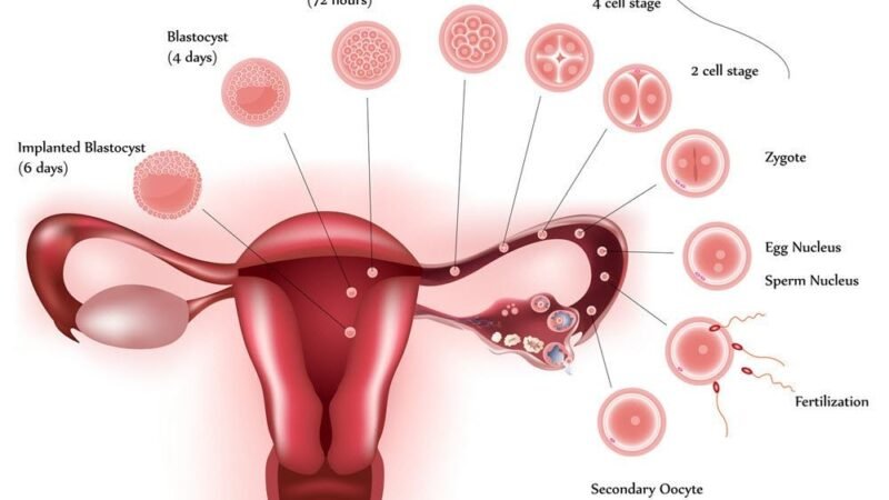 Top 10 Characteristics Of A Decent IVF Patient