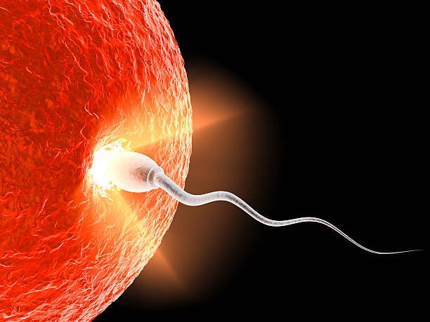 Busting 8 Normal Fantasies About IVF