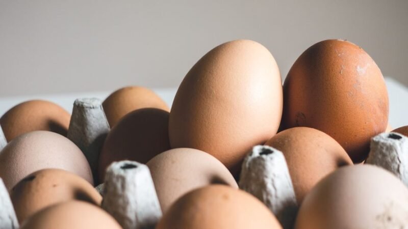 Are More Eggs Better in IVF?