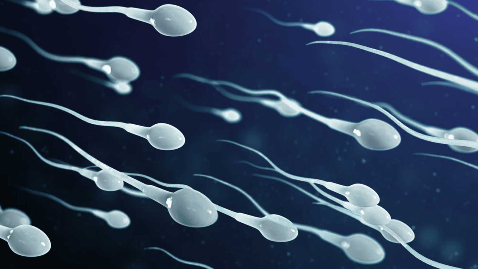 Sperm Gift – All You Really want To Be aware