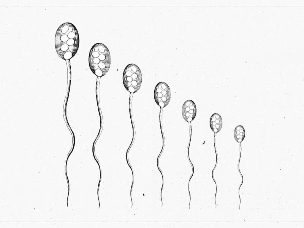Continuous Sex Lower A Man's Sperm Count